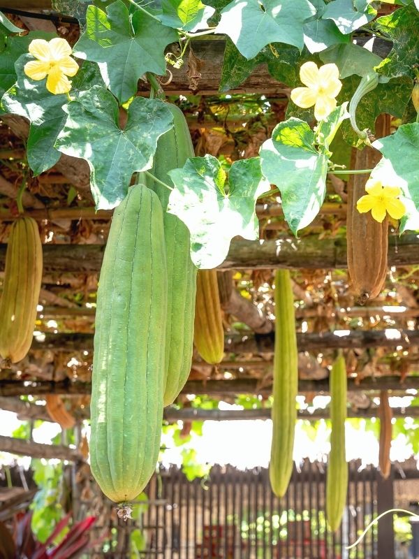 Loofah