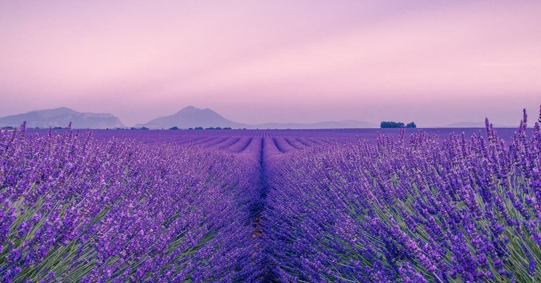 Skin and Health Benefits of Lavender Essential Oil